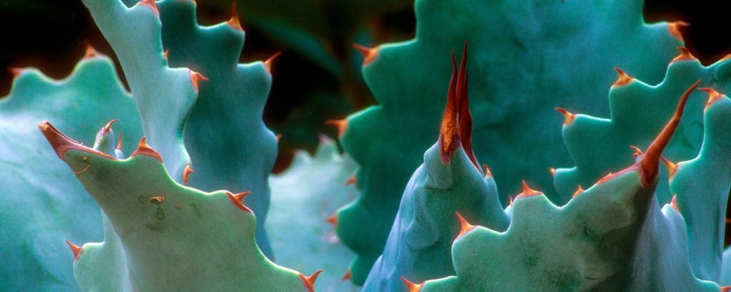 join-the-hardy-plant-society