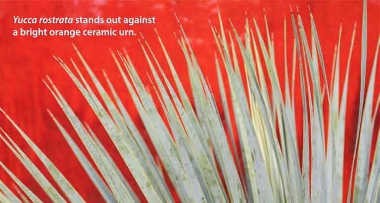 Winter Performers in the Garden