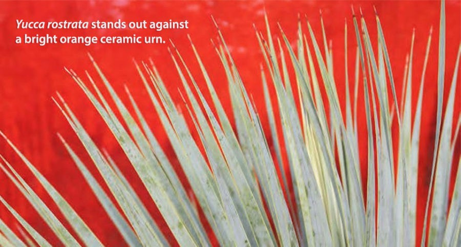 Winter Performers in the Garden