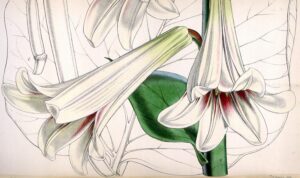 Cardiocrinum giganteum