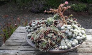 Wild Ginger Farm HPSO Presentation