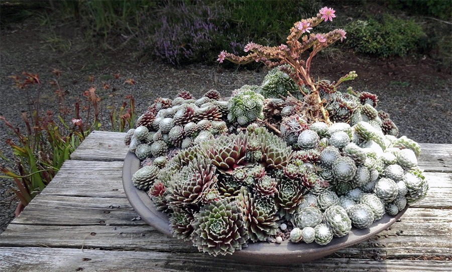 Wild Ginger Farm HPSO Presentation