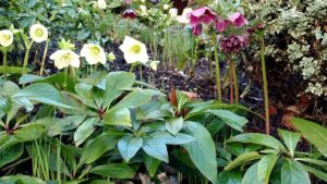 Joanne Fuller Winter Garden