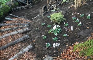 Vanessa Gardner Nagel Fascine - Ravine Renovation