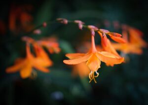 Crocosmia