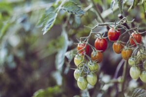 growing tomatoes in portland oregon