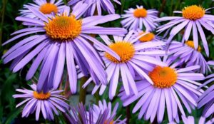 September Open Gardens - Portland, Oregon