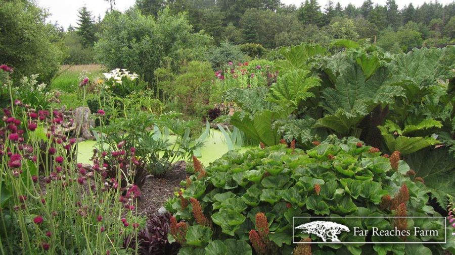 Far Reaches Farm - HPSO Fall PlantFest 2018