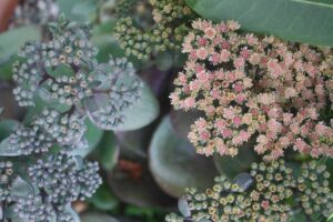 sedum