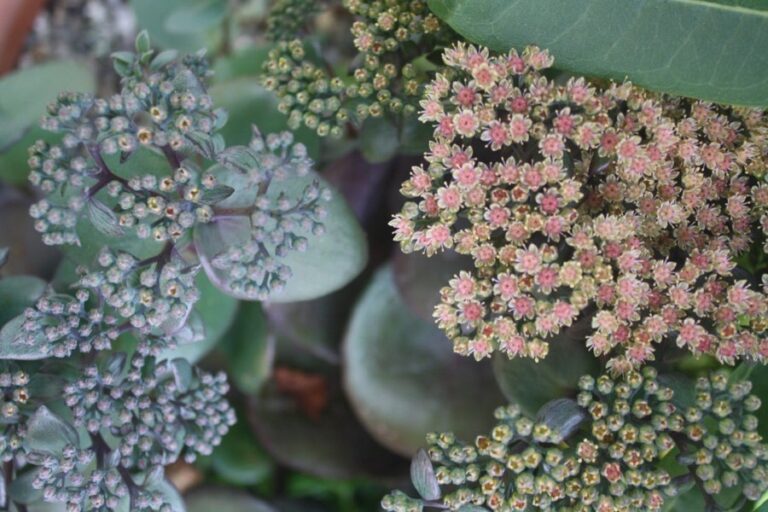 sedum
