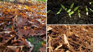 Talking Soil, Mulch, Amendments and more with Heather Havens of Concentrates NW