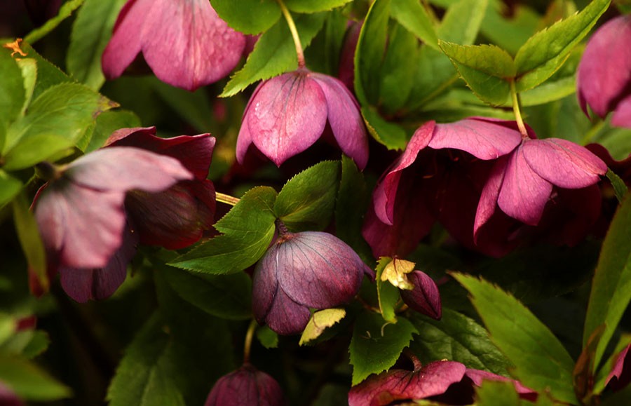 On the Cusp of Winter’s Pleasures