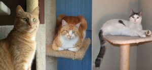 Six Gardening Lessons I Learned from My Cats