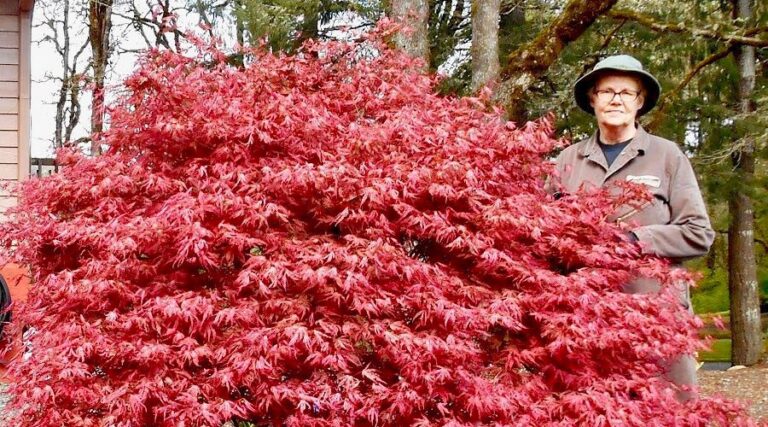 Sam Hatch, the Maple Lady