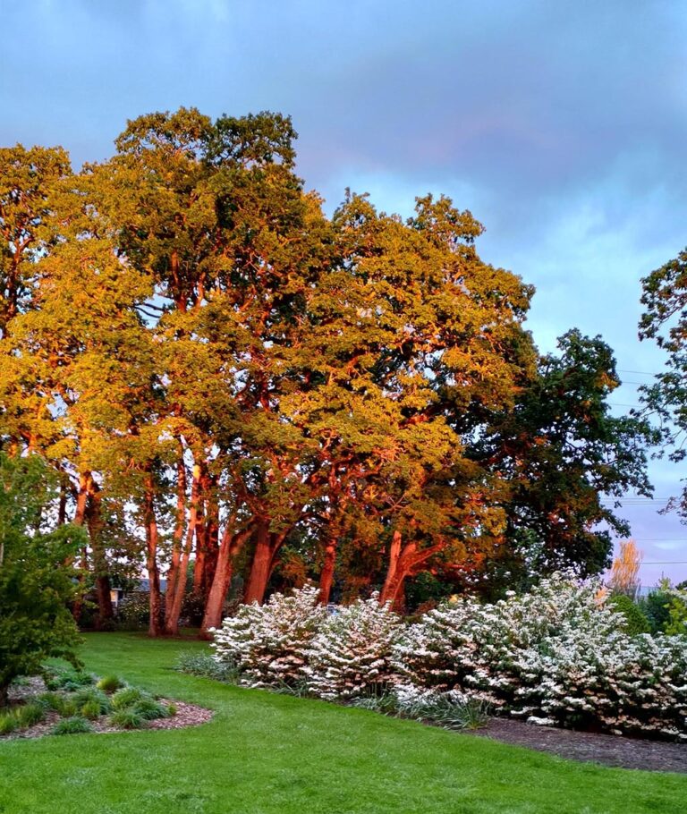 Out in the Garden Nursery: More amazing oaks and viburnums