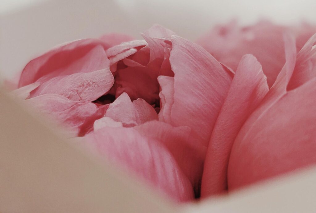 Nursery Interview: Brothers Herbs & Peonies