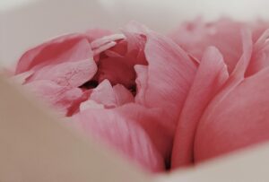 Nursery Interview: Brothers Herbs & Peonies