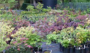 Nursery Interview: Arbutus Garden Arts