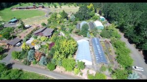 Dancing Oaks Nursery