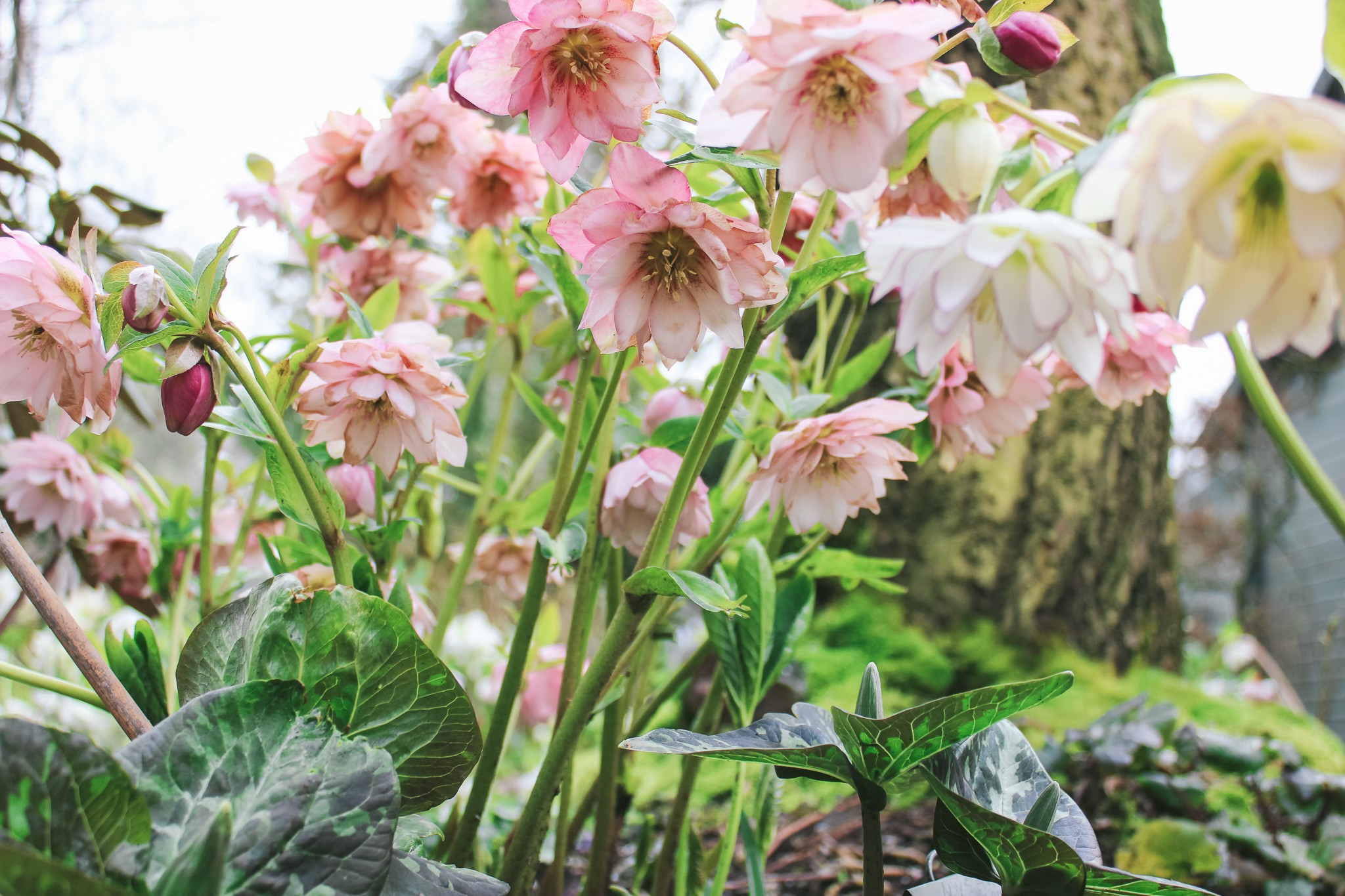 How to Grow Hellebores with Northwest Garden Nursery
