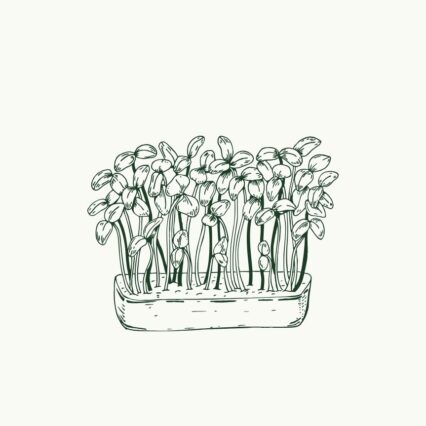 Give to the HPSO Scholarship Fund