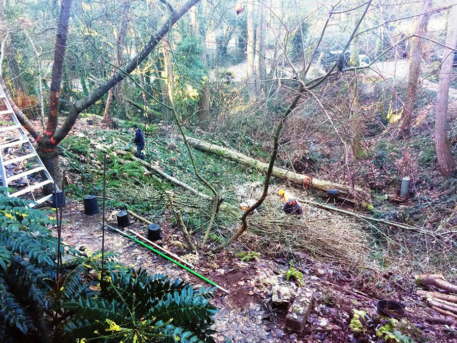 Arborist Garden Work