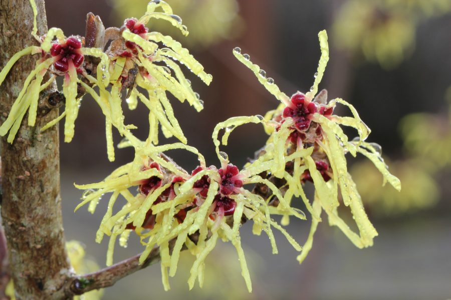 1804_Hamamelis_pallida_flowers_10Feb13