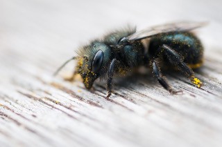 Plant for Pollinators