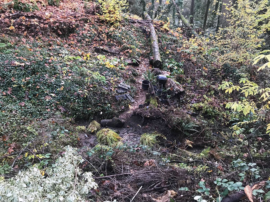 Before ivy pulling ravine