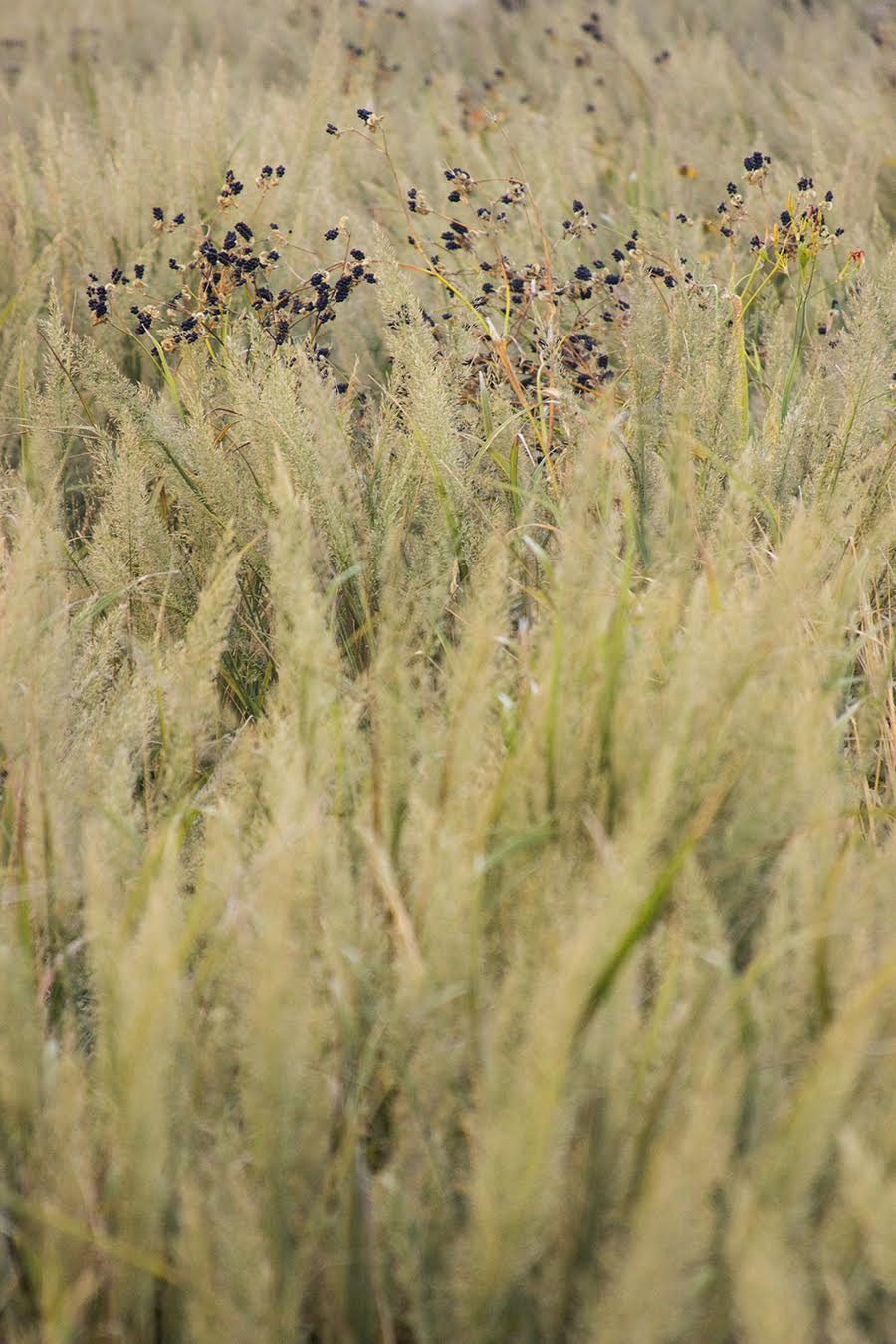 Piet Oudolf & The New Perennial Movement