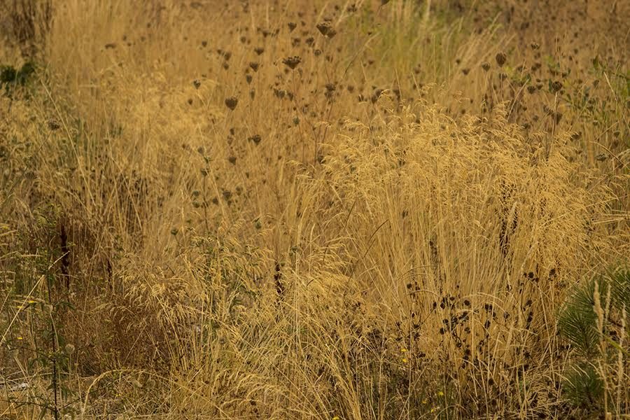 Piet Oudolf & The New Perennial Movement