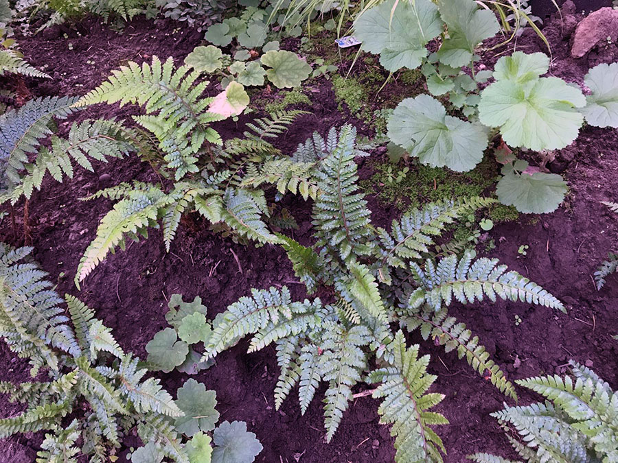 Dense planting on slopes