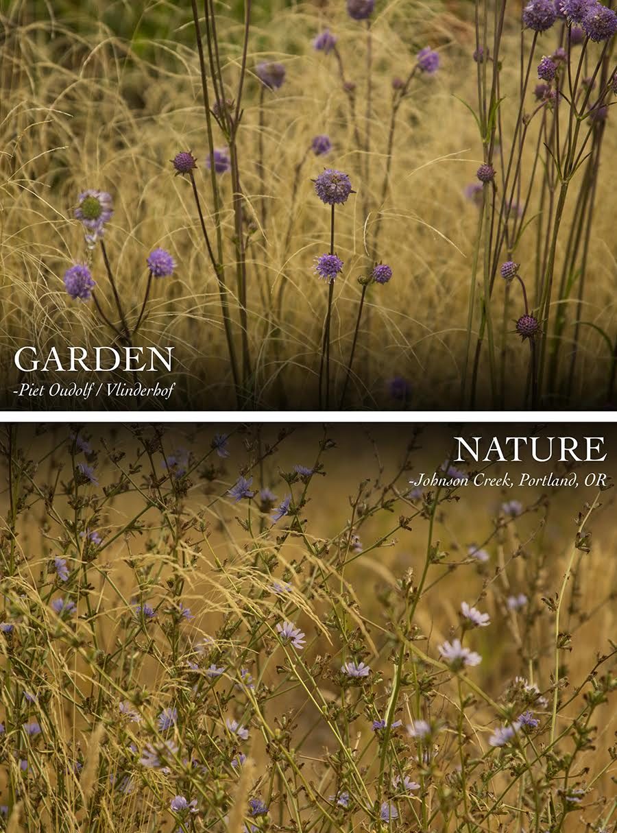 Piet Oudolf & The New Perennial Movement