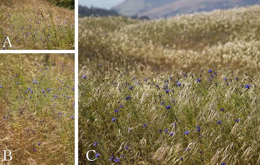 Piet Oudolf & The New Perennial Movement