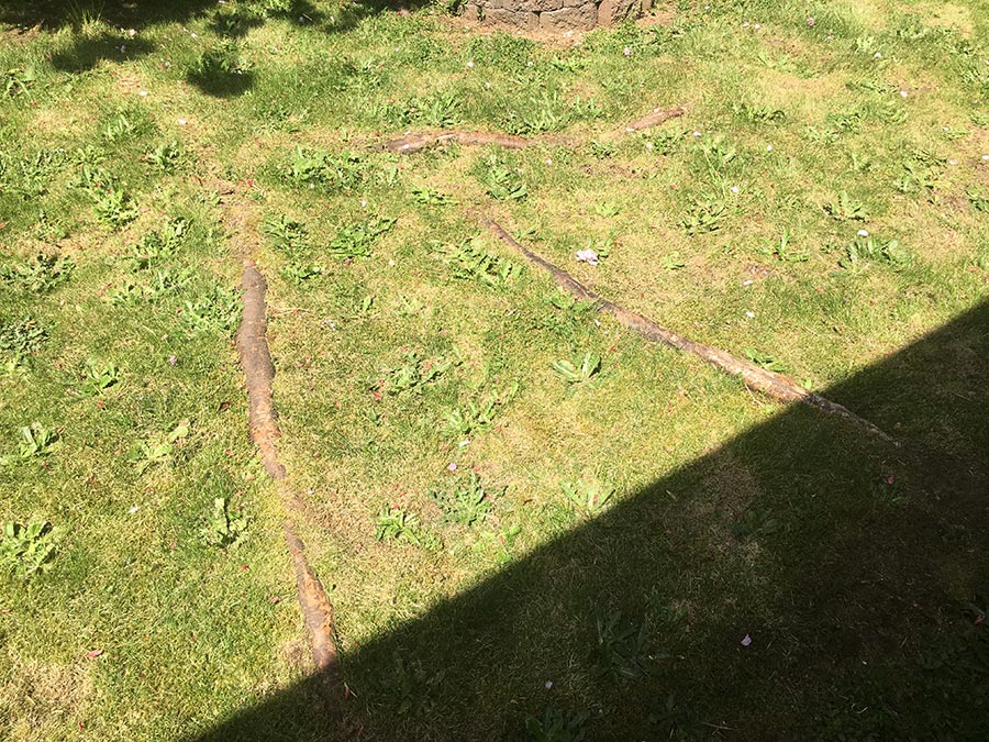 Jane Finch-Howell Garden