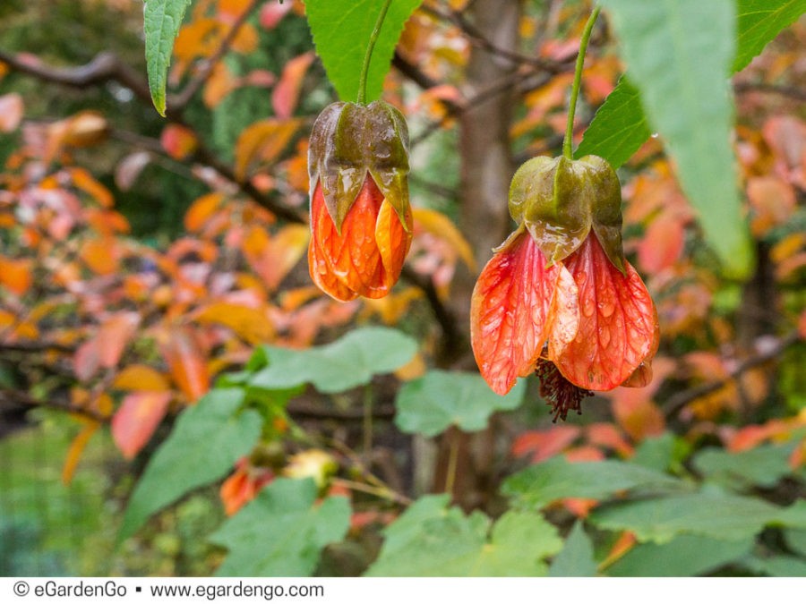 Darcy Daniels Garden Designer