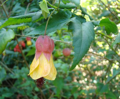 Abutilon megapotamicum