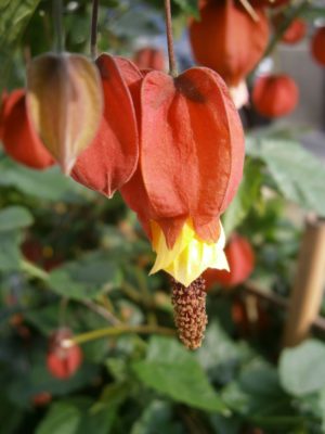 Abutilon megapotamicum