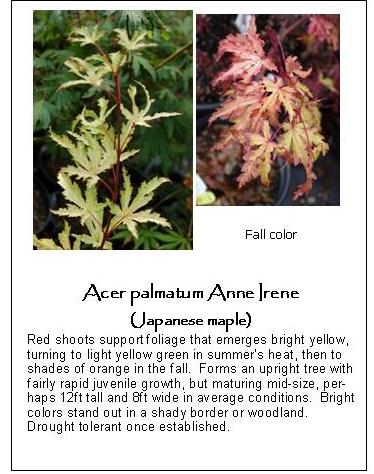 Acer palmatum Anne Irene