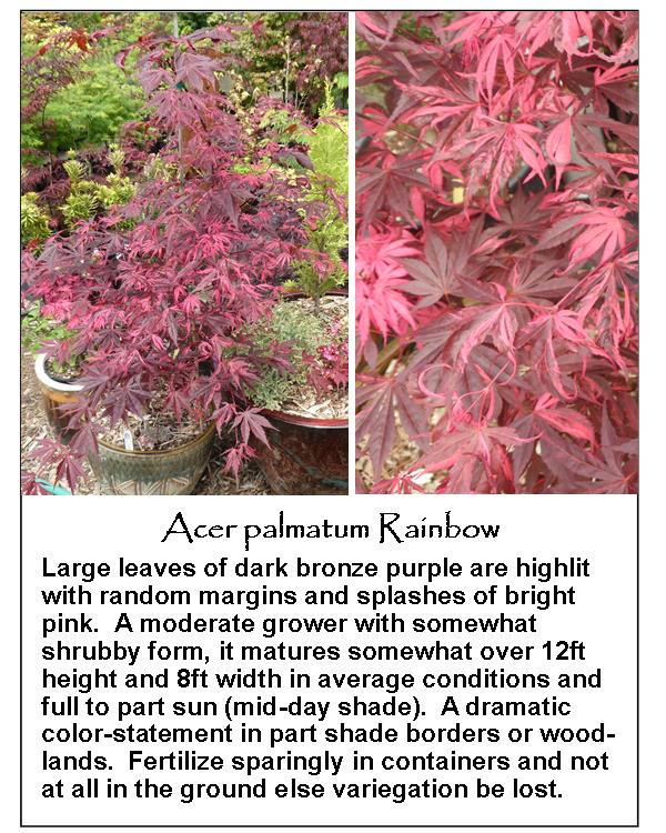 Acer palmatum Rainbow