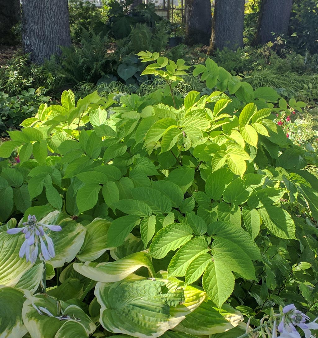 Out in the Garden Nursery: Aralia 'Sun King'Aralia 'Sun King'