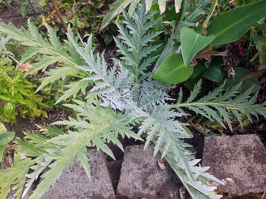 Artichoke silver leaves show strong ornamental value