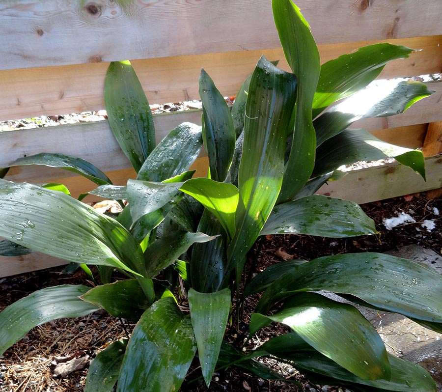 Aspidistra