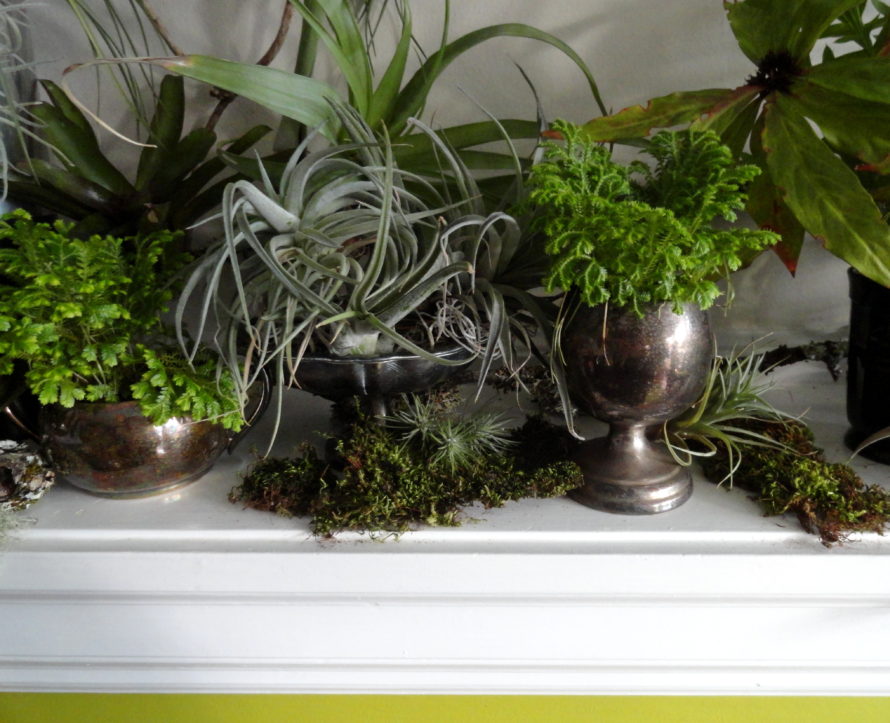 Bringing the Garden Indoors