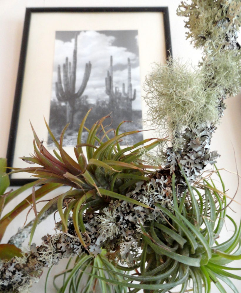 Bringing the Garden Indoors