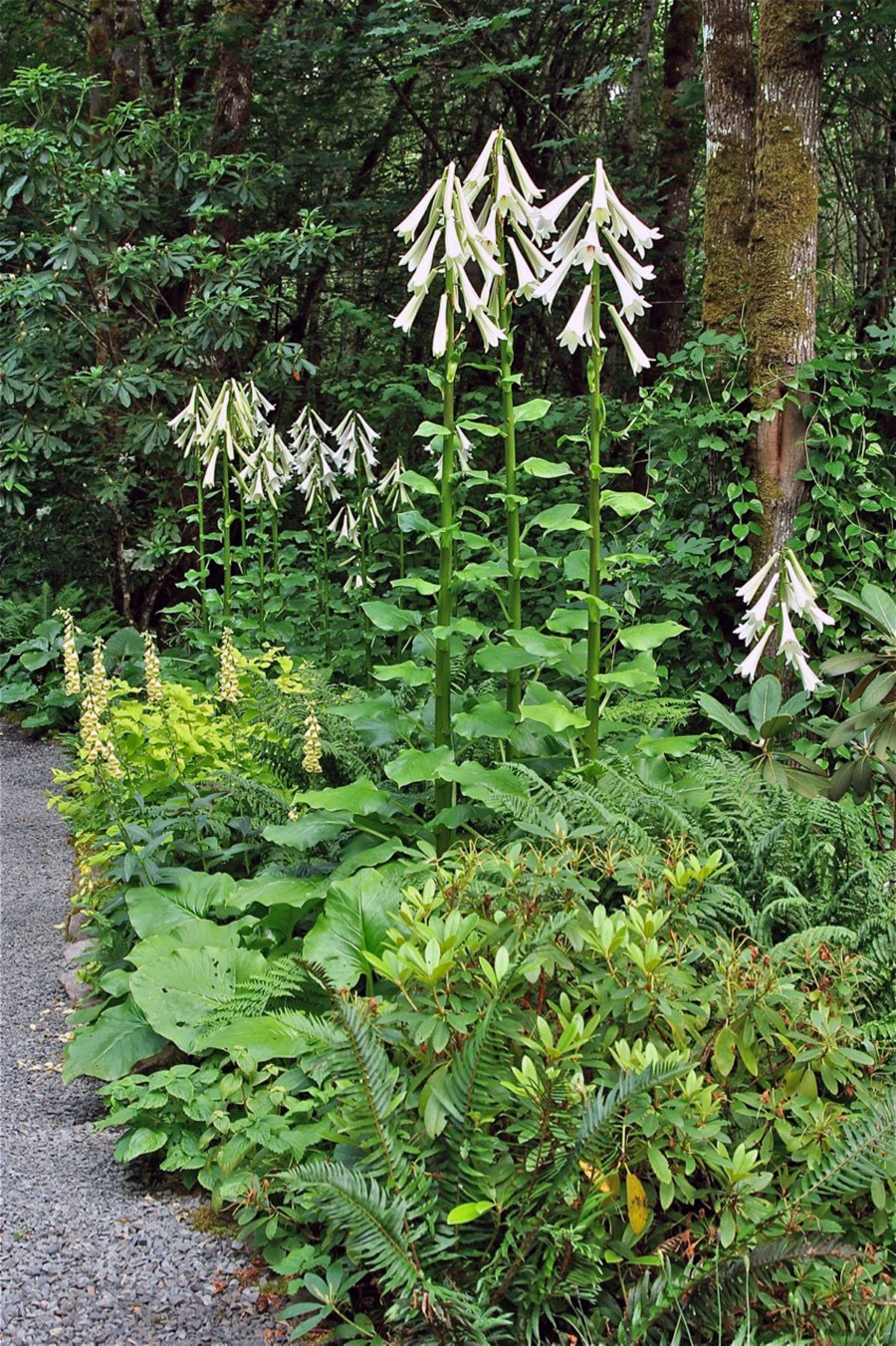 Cardiocrinum giganteum