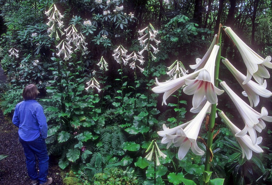 Cardiocrinum giganteum