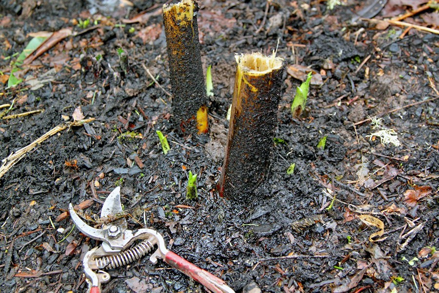 Cardiocrinum giganteum