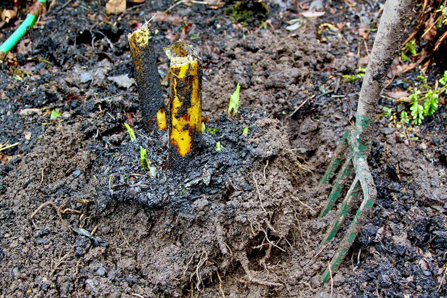 Cardiocrinum giganteum