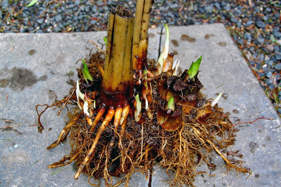 Cardiocrinum giganteum